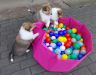 Alle drei Welpen spielen mit bällen