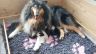 Malia mit den neuen Welpen