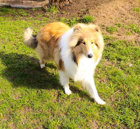 Moki of wait mountain
